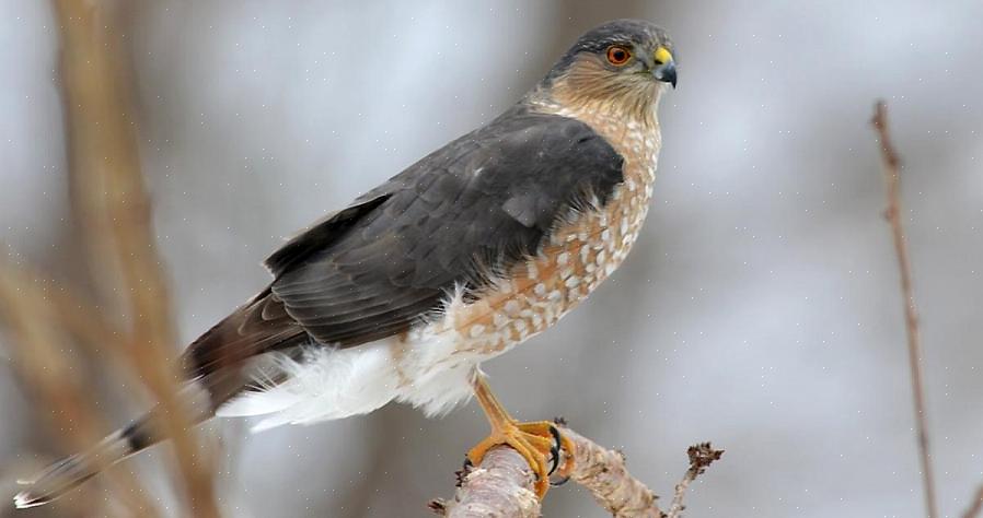 Un petit faucon de Cooper mâle peut être difficile à distinguer d'une grande femelle faucon à tibia pointu