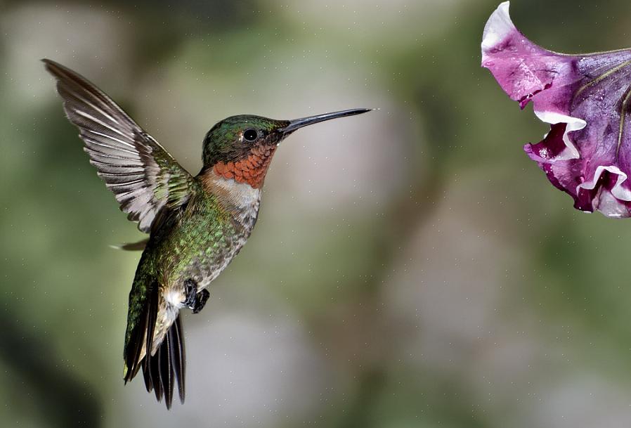 Le colibri à gorge rubis mâle a une gorge rouge vif