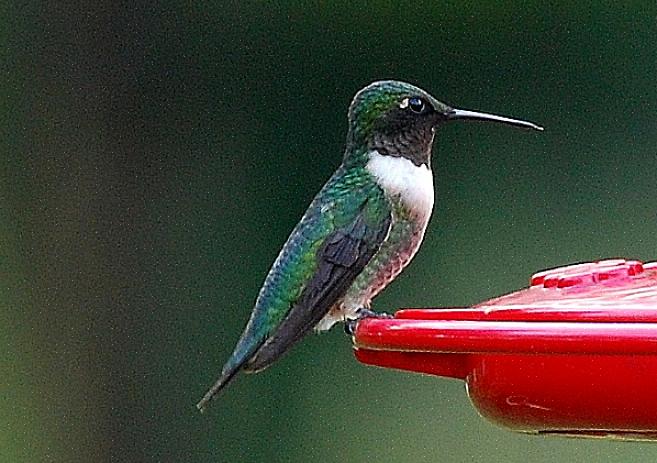Les flancs des jeunes colibris à gorge rubis mâles sont gris-vert