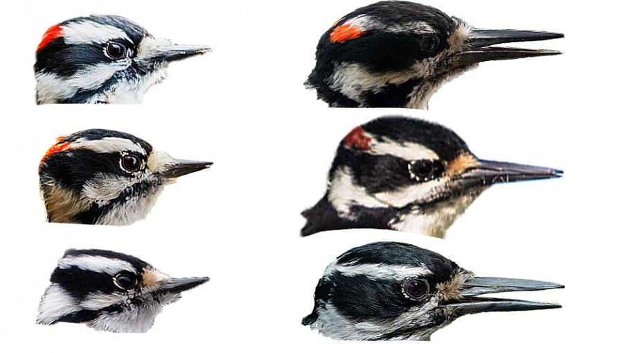 Les ornithologues amateurs peuvent facilement apprendre à identifier les pics en fonction des marques