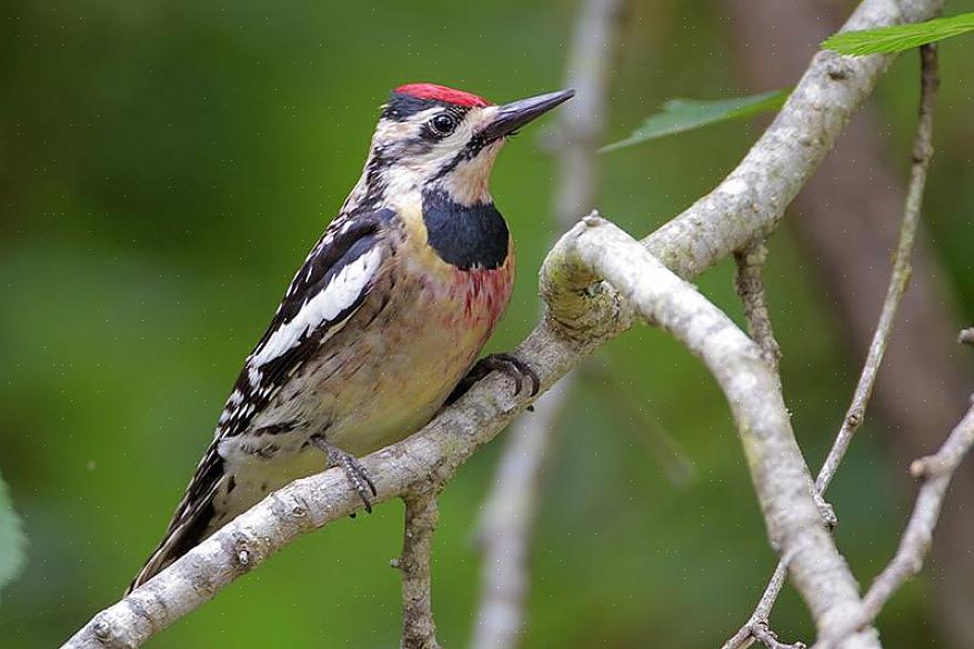 La famille des oiseaux Picidae comprend plus de 250 espèces de pics