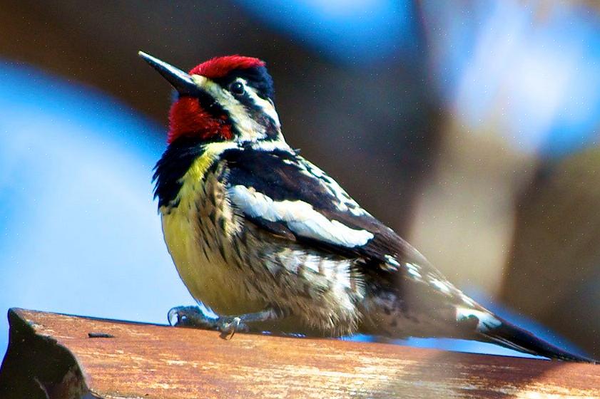 Sapsucker à ventre jaune