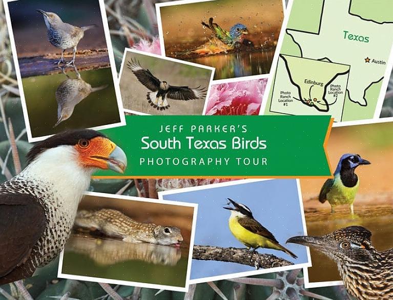 Cela fait de nombreux oiseaux du sud du Texas des espèces cibles populaires pour les ornithologues amateurs