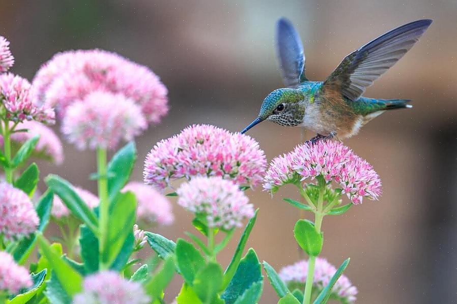 Ajouter des colibris à votre liste de vie peut être plus facile que vous ne le pensez