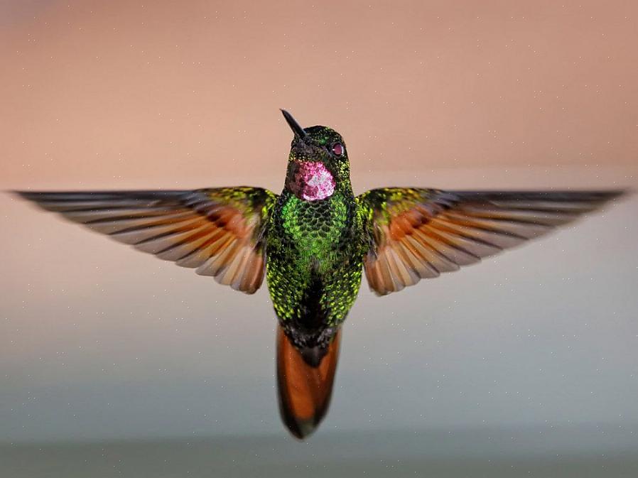 Les colibris sont des ajouts attrayants