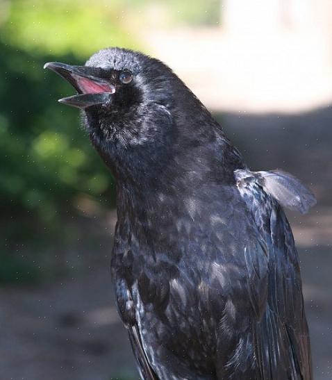 Le corbeau est un autre oiseau souvent confondu avec les corbeaux européens