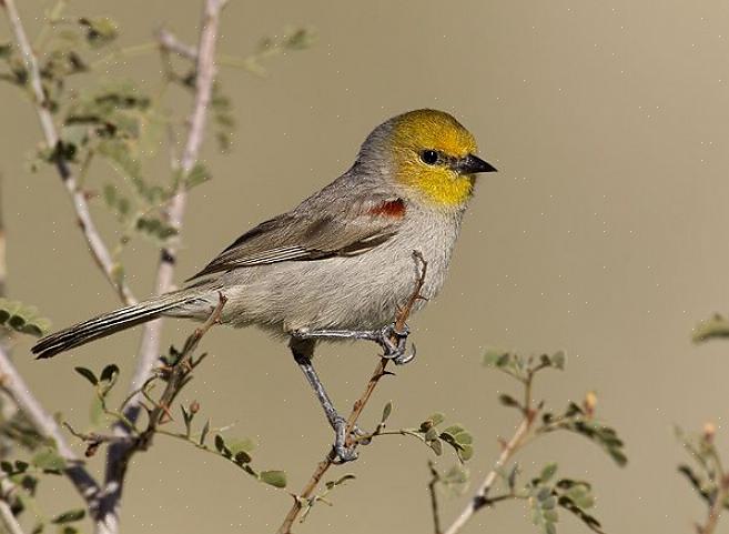 Habitat et distribution de Verdin