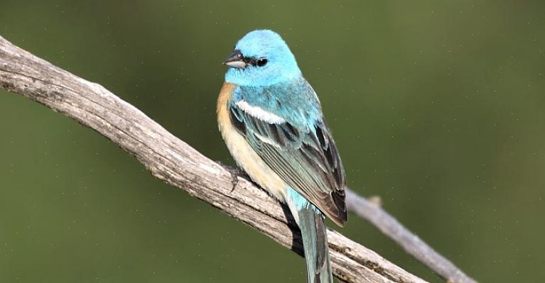 Les mâles Lazuli bruant courtisent les femelles en battant des ailes