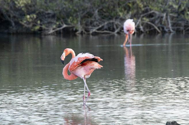 Flamant rose