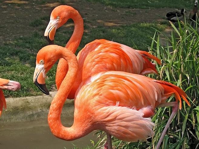 Les flamants roses européens peuvent être trouvés dans de grands étangs ouverts