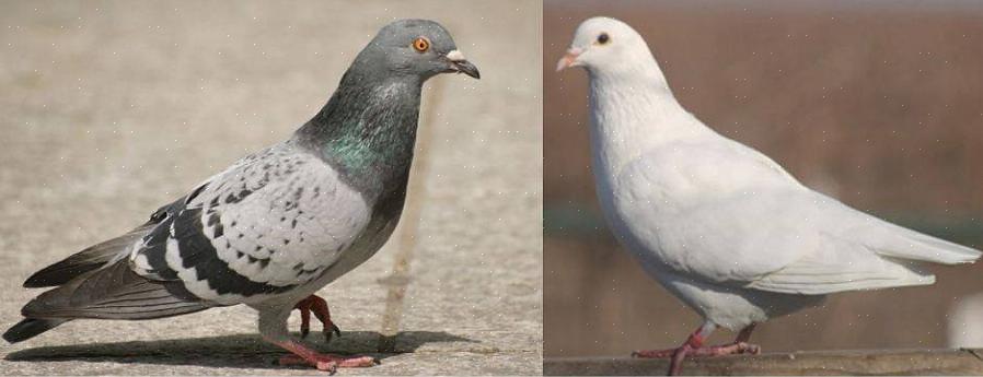 Les pigeons peuvent être trouvés dans de nombreux habitats