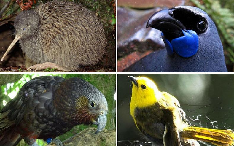 Les ornithologues amateurs peuvent toujours minimiser les risques d'extinction en faisant passer