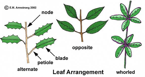 D'arbustes avec une disposition opposée des feuilles