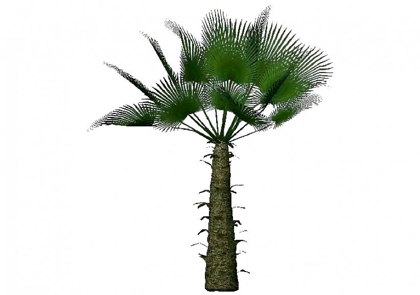 Le palmier du moulin a des feuilles en éventail qui mesurent 3 mètres de long