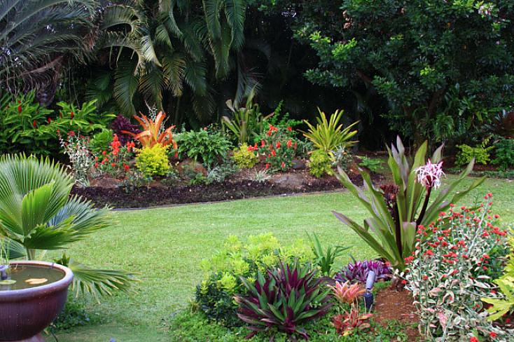 Il existe des avantages croissants pour les fleurs tropicales dans les climats froids