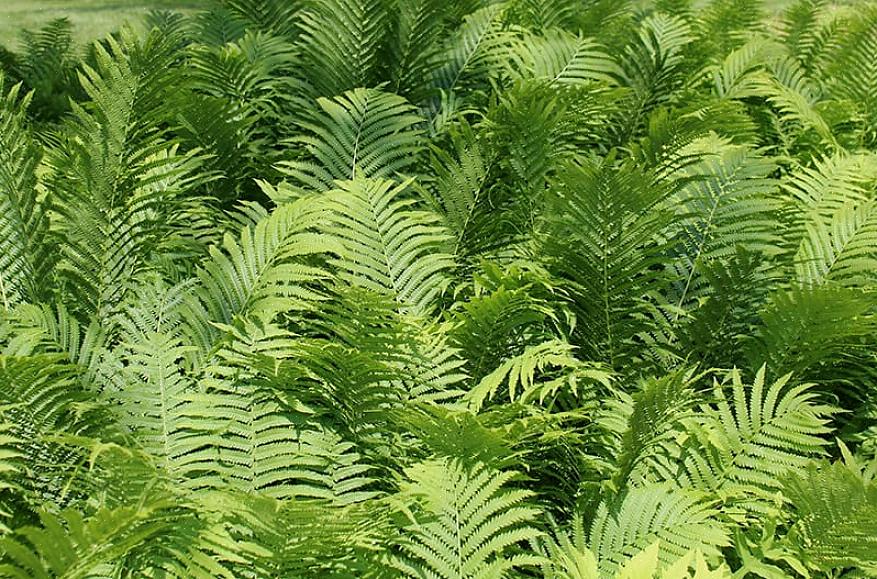 Les fougères vinaigrettes (du genre Platycerium) ressemblent beaucoup à des bois de cerf ou de wapiti