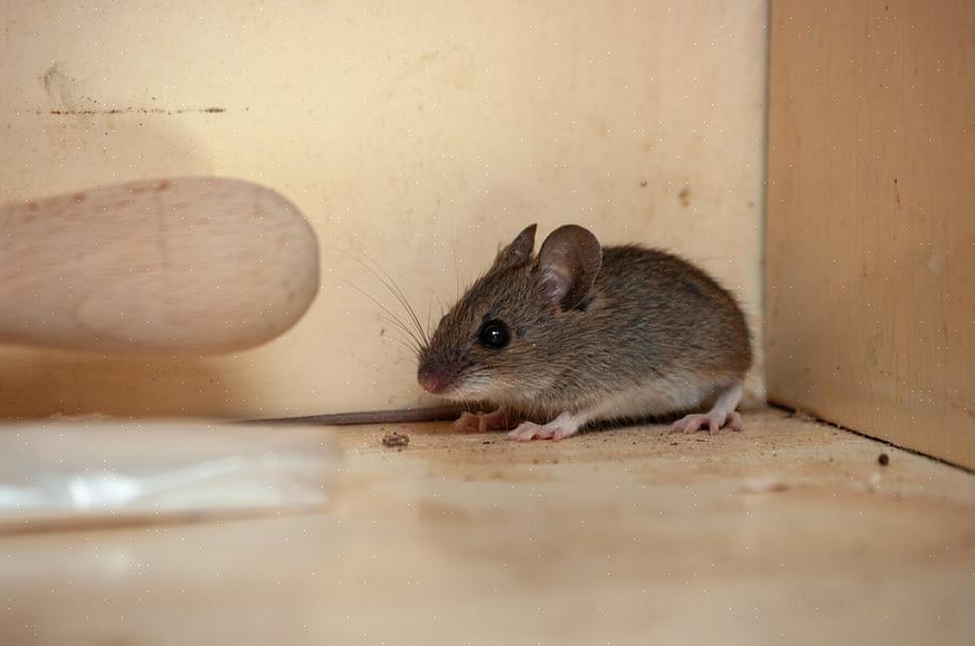 De l'encombrement qui peut également fournir aux souris des cachettes